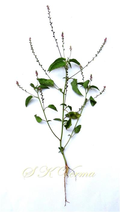   Plant